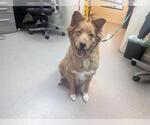 Small Golden Retriever