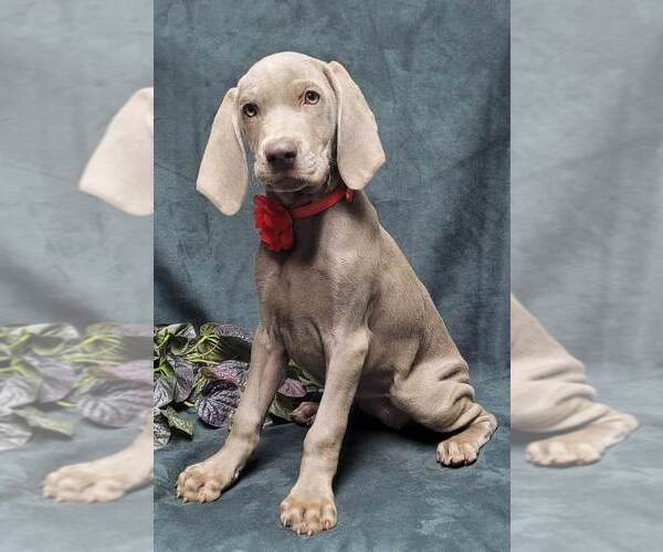 Full screen Photo #5 Weimaraner Puppy For Sale in BREMEN, GA, USA