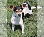 Small #3 Rat Terrier Mix