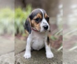 Small #6 Beagle