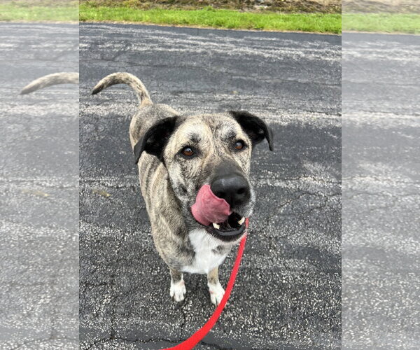 Medium Photo #4 Anatolian Shepherd-Unknown Mix Puppy For Sale in Rootstown, OH, USA
