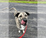 Small #3 Anatolian Shepherd Mix