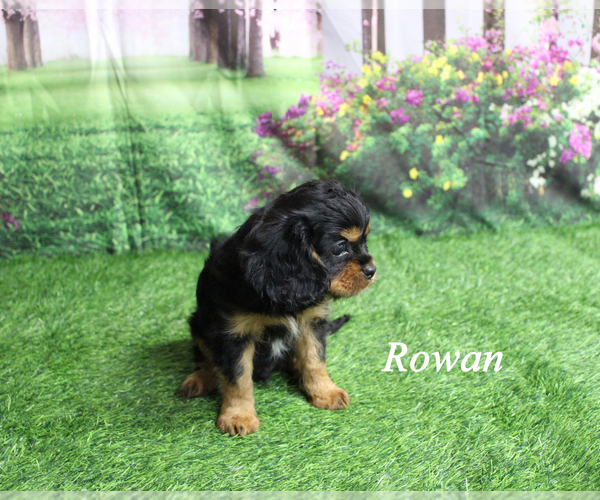 Medium Photo #15 Cavalier King Charles Spaniel Puppy For Sale in CHANUTE, KS, USA