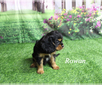 Small #14 Cavalier King Charles Spaniel