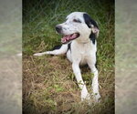 Small #3 German Shorthaired Pointer Mix