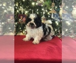 Small Photo #4 Poodle (Miniature)-Zuchon Mix Puppy For Sale in BOWLING GREEN, KY, USA