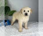 Small Photo #2 Golden Retriever Puppy For Sale in FRANKLIN, IN, USA