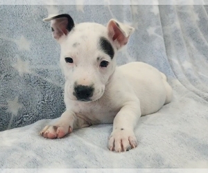 American Bully-Jack Russell Terrier Mix Puppy for sale in ELIZABETHTON, TN, USA