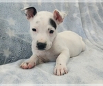 Image preview for Ad Listing. Nickname: Spot