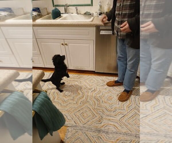 Medium Photo #4 Maltese-Unknown Mix Puppy For Sale in Cary, NC, USA