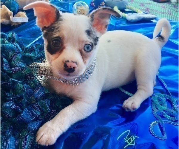 Medium Photo #1 French Bullhuahua Puppy For Sale in YPSILANTI, MI, USA