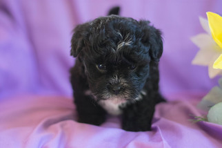Shih-Poo Puppy for sale in CUYAHOGA FALLS, OH, USA