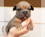 Small Photo #7 American Bully Puppy For Sale in PASCO, WA, USA
