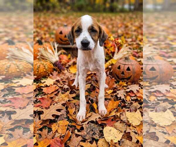 Medium Photo #1 Mutt Puppy For Sale in Walnutport, PA, USA