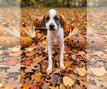 Nellie - Female Mutt Dog for Adoption - Small photo