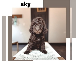 Goldendoodle Puppy for sale in JACKSON, MO, USA