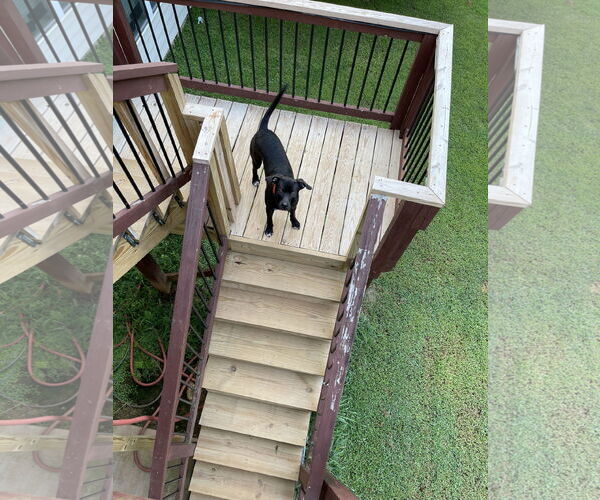 Medium Photo #19 Boxador Puppy For Sale in Holly Springs, NC, USA