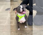 Small #1 American Pit Bull Terrier