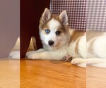 Small Photo #6 Pomsky Puppy For Sale in ADOLPHUS, KY, USA