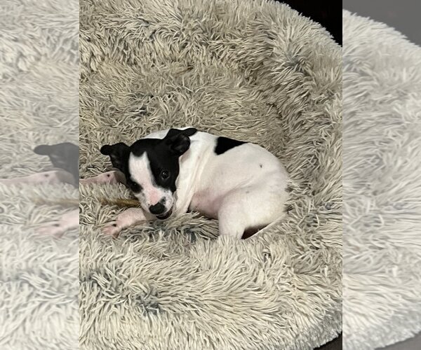 Medium Photo #21 Rat Terrier-Unknown Mix Puppy For Sale in Columbus, IN, USA