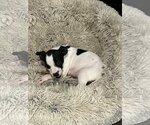 Small Photo #21 Rat Terrier-Unknown Mix Puppy For Sale in Columbus, IN, USA