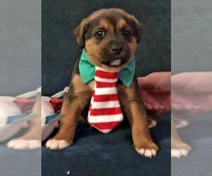 Elvis - Male Mutt Dog for Adoption - Photo #16