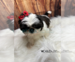 Small Photo #12 Shih Tzu Puppy For Sale in RIPLEY, MS, USA