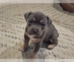 Puppy Puppy 4 American Bully