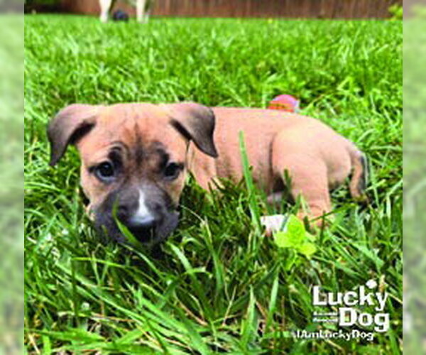 Medium Photo #4 Mutt Puppy For Sale in Washington, DC, USA