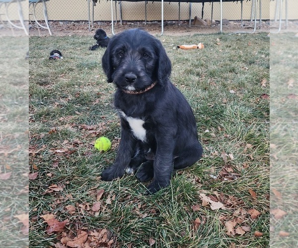 Medium Photo #11 Labradoodle Puppy For Sale in MONTROSE, CO, USA