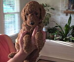 Small #1 Poodle (Standard)