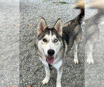 Small #1 Siberian Husky Mix