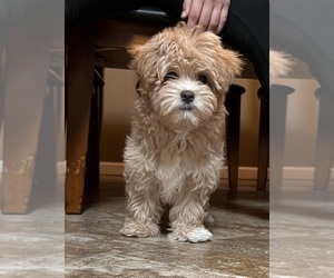 Maltipoo Puppy for sale in KANSAS CITY, MO, USA