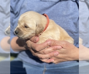 Golden Retriever Puppy for sale in MENDON, UT, USA