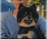 Small #1 Pomeranian