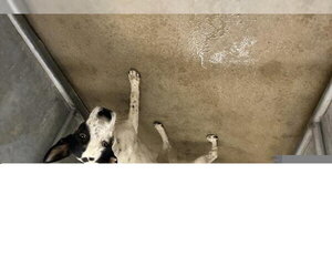 Australian Shepherd-Unknown Mix Dogs for adoption in HESPERIA, CA, USA