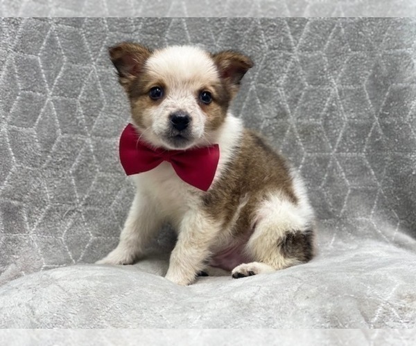 Medium Photo #7 Texas Heeler Puppy For Sale in LAKELAND, FL, USA