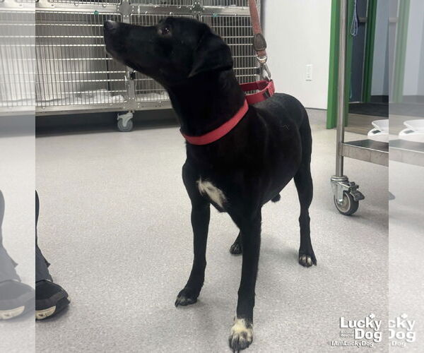 Medium Photo #1 Labrador Retriever-Whippet Mix Puppy For Sale in Washington, DC, USA