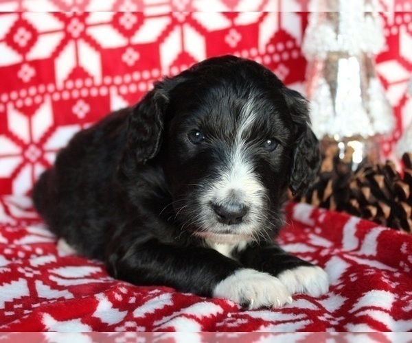 Medium Photo #1 Aussiedoodle-Poodle (Standard) Mix Puppy For Sale in DOWELLTOWN, TN, USA