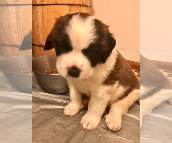 Medium Photo #2 Saint Bernard Puppy For Sale in DIVIDE, CO, USA