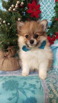 Medium Photo #1 Pomeranian Puppy For Sale in EDEN, PA, USA