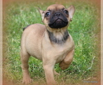 Small Photo #48 French Bulldog Puppy For Sale in WINNSBORO, TX, USA