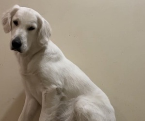 English Cream Golden Retriever Dog for Adoption in PHILADELPHIA, Pennsylvania USA