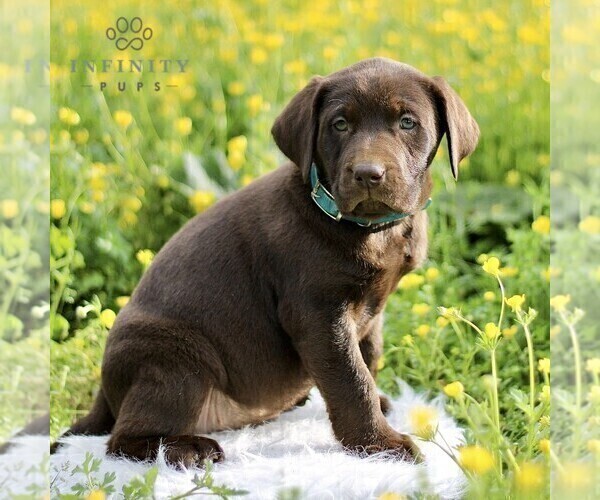 Medium Photo #5 Labrador Retriever Puppy For Sale in COATESVILLE, PA, USA