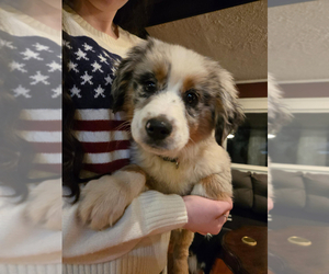 Australian Shepherd Puppy for Sale in NORWALK, Connecticut USA