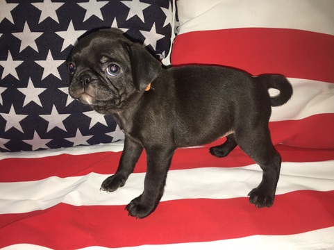 Medium Photo #1 Pug Puppy For Sale in LEXINGTON PARK, MD, USA