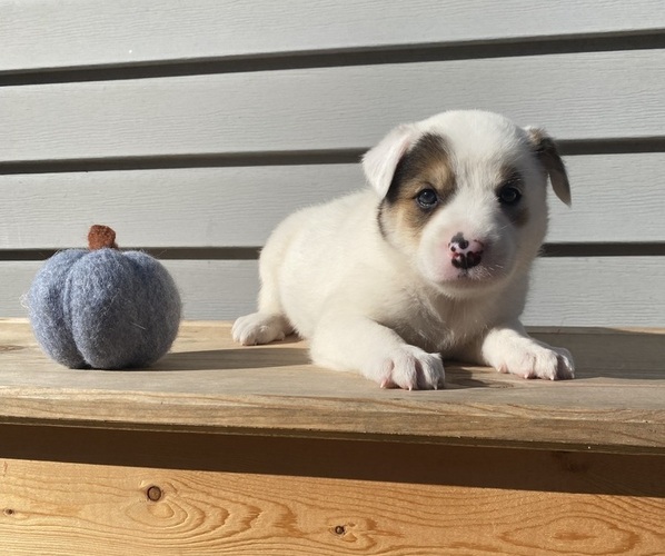 Medium Photo #10 Australian Cattle Dog Puppy For Sale in SMITHS CREEK, MI, USA