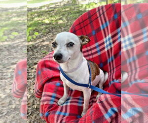 Chihuahua-Unknown Mix Dogs for adoption in Missouri City, TX, USA