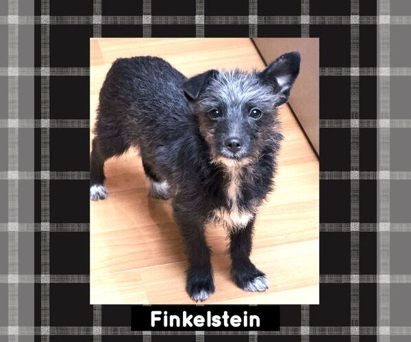 Medium Photo #2 Mutt Puppy For Sale in Littleton, CO, USA