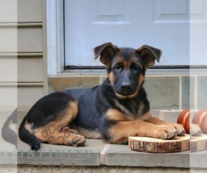 German Shepherd Dog Puppy for sale in COATESVILLE, PA, USA